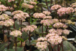 Sedum 'Matrona' Hemelsleutel bestellen